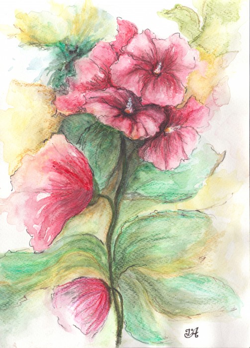 Pictura Hibiscus Inflorit