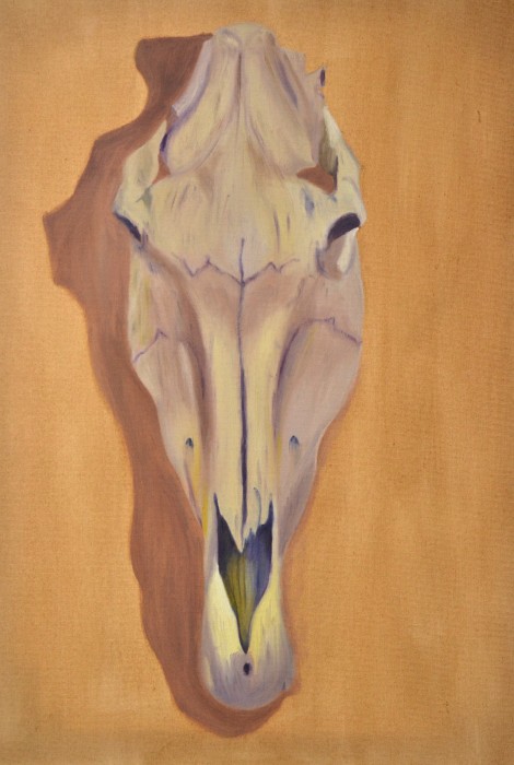 Pictura Study - Horse Skull