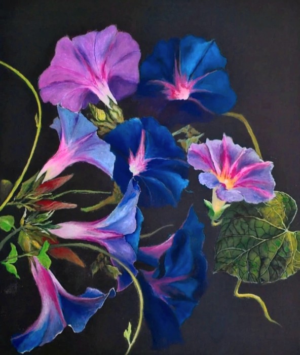 Pictura Morning Glory