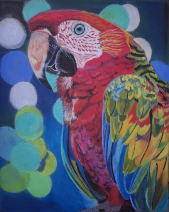 Pictura Papagal Vorbitor