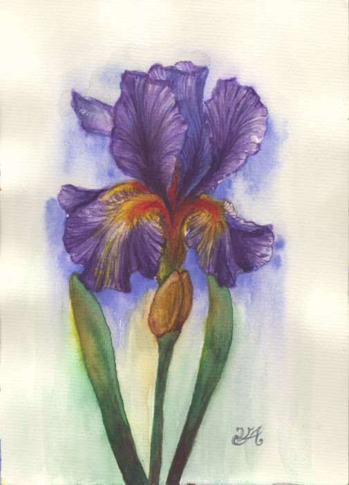 Pictura Iris Mov