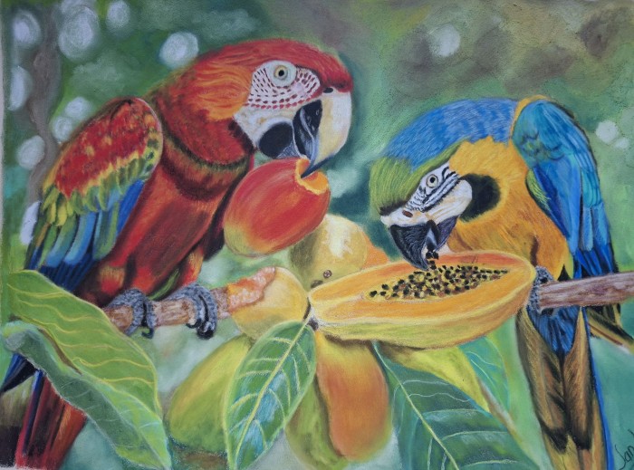 Pictura Dialog Tropical