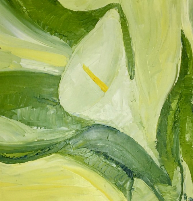 Pictura Zantedeschia