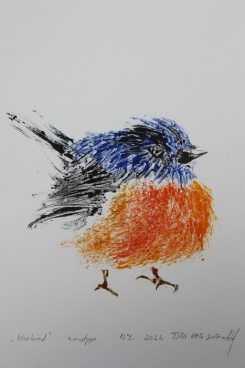Pictura Bluebird