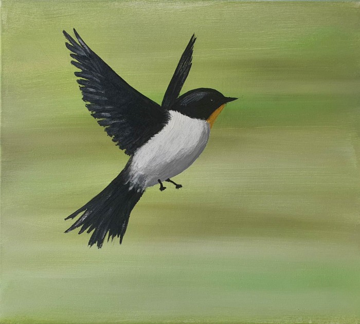 Pictura Flying Freedom